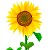 Tournesol