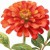 Zinnia